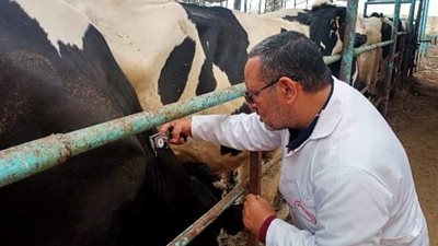 بيطري الشرقية: فحص 4807 رءوس ماشية ضد البروسيلا