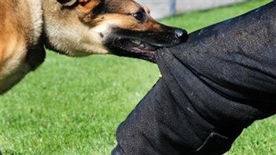 كلب ضال يعقر 30 مواطن قبل قتله فى الإسكندرية والبحث عن اخر طليق