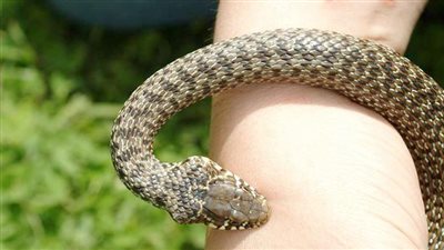 لدغة ثعبان تعرض حياة طالب بمركز المراغة بسوهاج للخطر