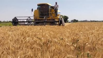 تموين الإسكندرية: توريد 28 ألف طن قمح إلى صوامع الغلال في موسم الحصاد 