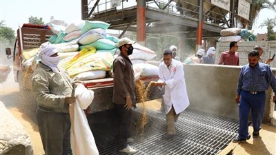 توريد 130 ألف طن قمح وصرف مليار و783 مليون جنيه للمزارعين بسوهاج 