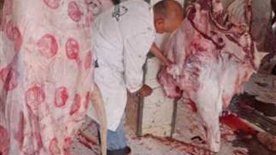 ضبط 2 طن لحوم مذبوحة خارج المجازر الحكومية وغير صالحة للاستهلاك الآدمي بالإسكندرية