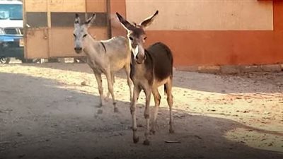 ظهور حِمير داخل فناء مدرسة فى قنا يثير الجدل.. و