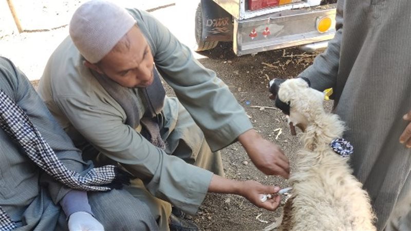 تحصين الماشية