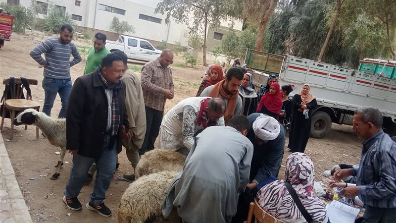 تسليم 298 رأس أغنام