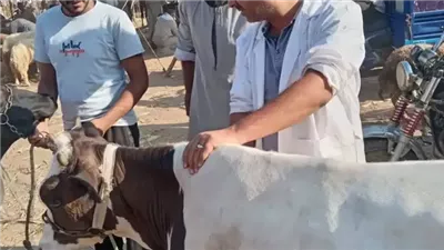 محافظة الجيزة: انطلاق الحملة القومية الثانية للتحصين ضد الحمى القلاعية وحمى الوادي المتصدع