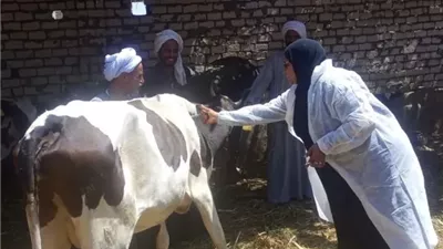 الزراعة : أكثر من 4.3 مليون جرعة تحصينية للماشية ضد الحمى القلاعية والوادي المتصدع