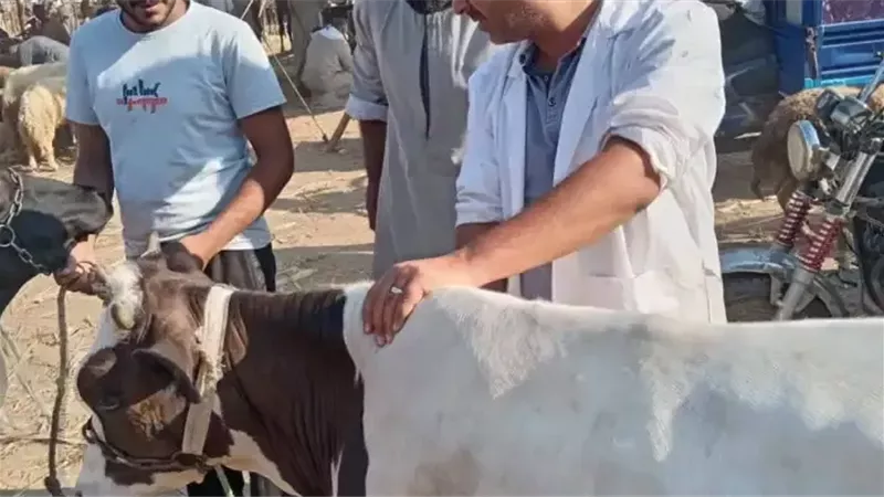 الشورى